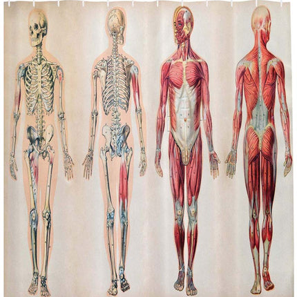 Tenda da Doccia Anatomia Corpo Umano